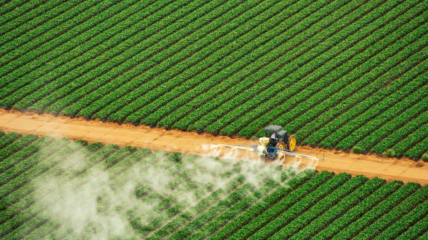 Best Pest Control Treatment  in Hope, AR