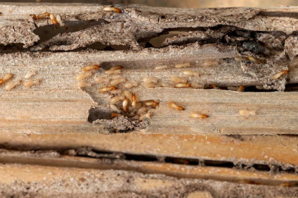 Professional Pest Control in Hope, AR